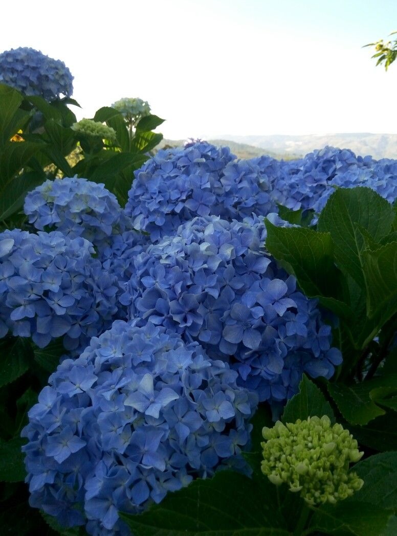 Canteiro de Hortênsias