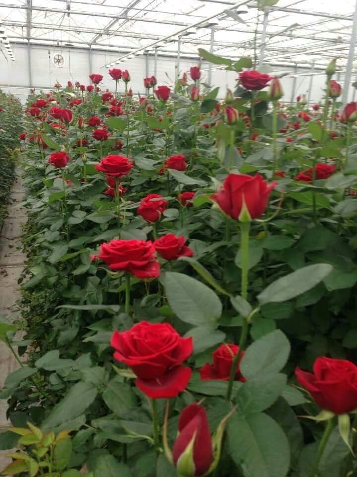 Jardim de Rosas